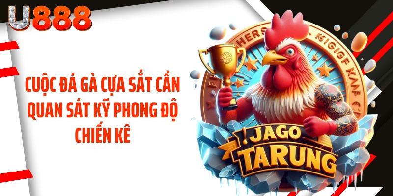 Cuộc đá gà cựa sắt cần quan sát kỹ phong độ chiến kê