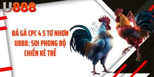 Đá Gà CPC 4 5 Tơ Nhơn U888: Soi Phong Độ Chiến Kê Trẻ