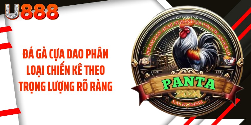 Đá gà cựa dao phân loại chiến kê theo trọng lượng rõ ràng