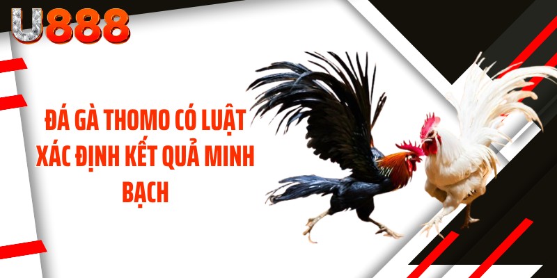 Đá gà Thomo có luật xác định kết quả minh bạch