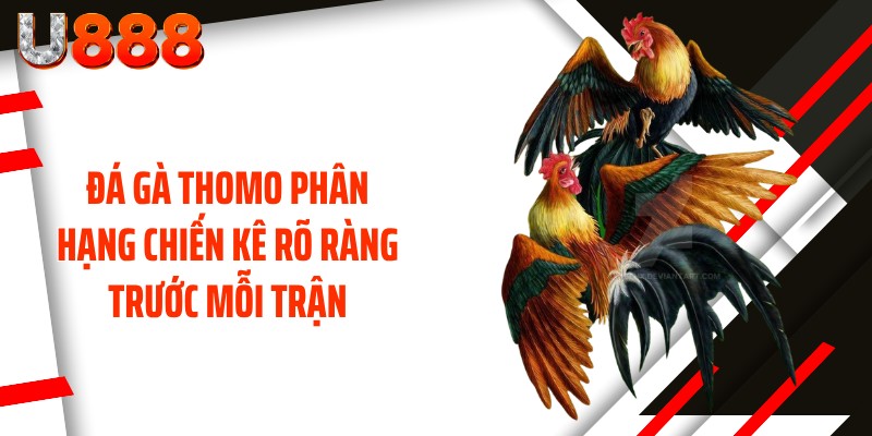 Đá gà Thomo phân hạng chiến kê rõ ràng trước mỗi trận
