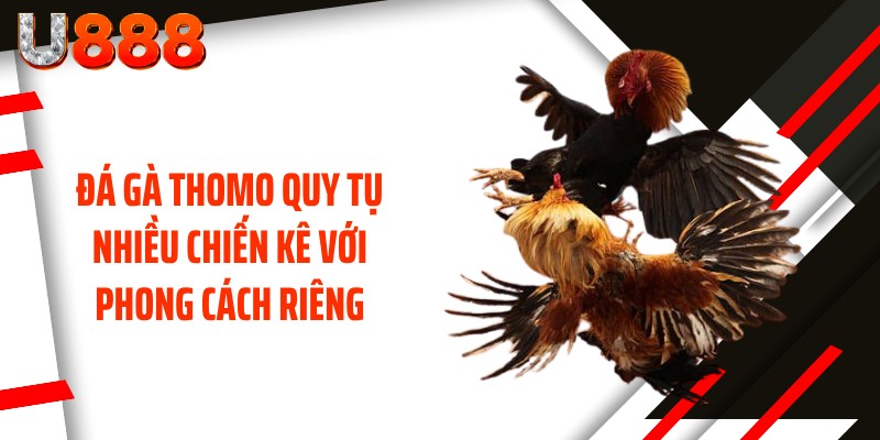 Đá gà Thomo quy tụ nhiều chiến kê với phong cách riêng