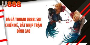 Đá Gà Thomo U888: Soi Chiến Kê, Bắt Nhịp Trận Đỉnh Cao