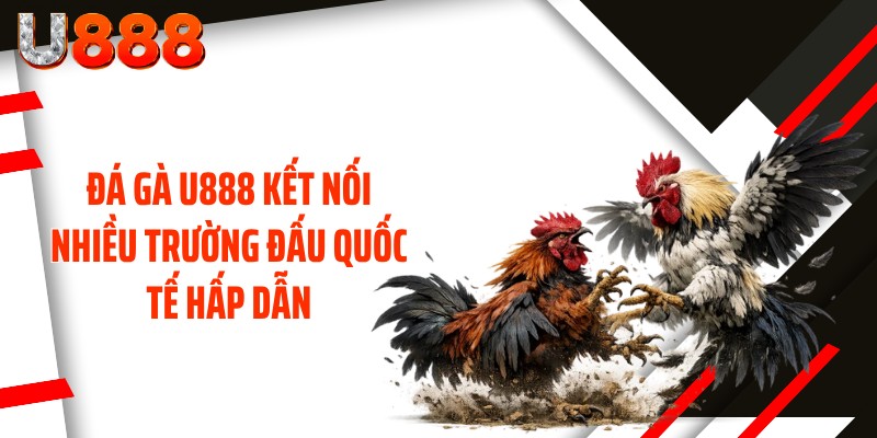 Đá gà U888 kết nối nhiều trường đấu quốc tế hấp dẫn
