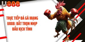 Trực Tiếp Đá Gà Mạng U888: Bắt Trọn Nhịp Đấu Kịch Tính